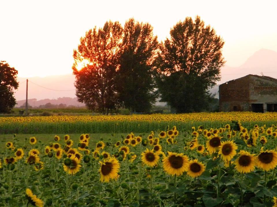 Agriturismo Settepassi Tuscany Ponte Buggianese Kültér fotó